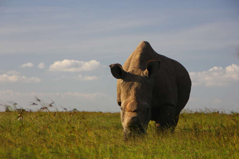 Last male northern white rhino on earth