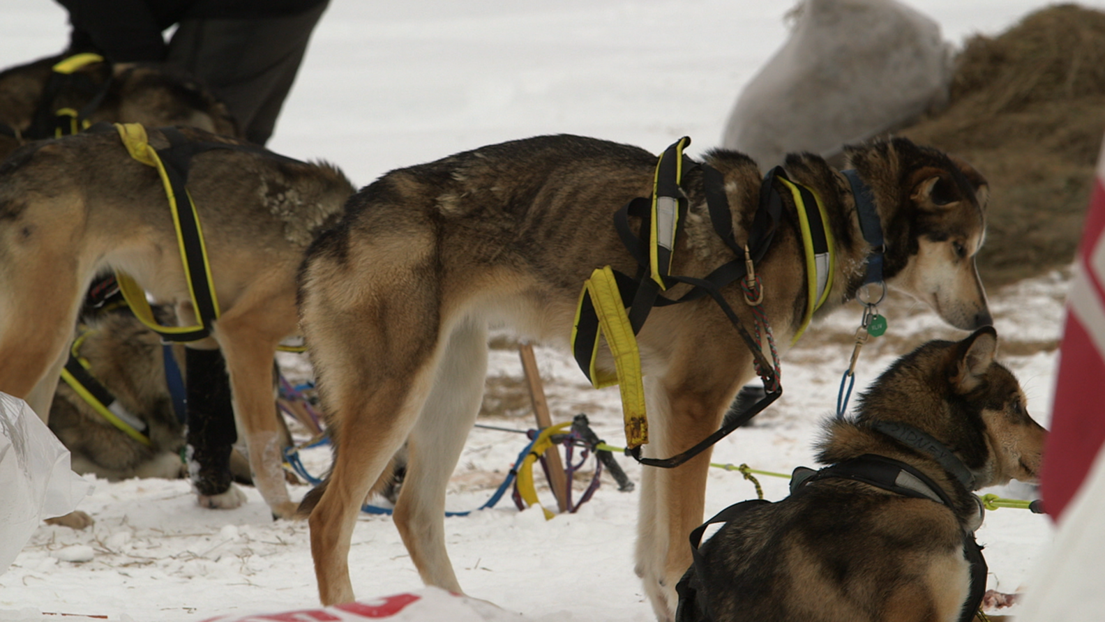 Iditarod Scandal Mushers Abuse And Kill Sled Dogs, Insiders Say The Dodo
