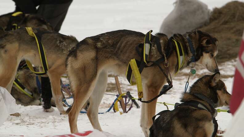 sled dog abuse alaska