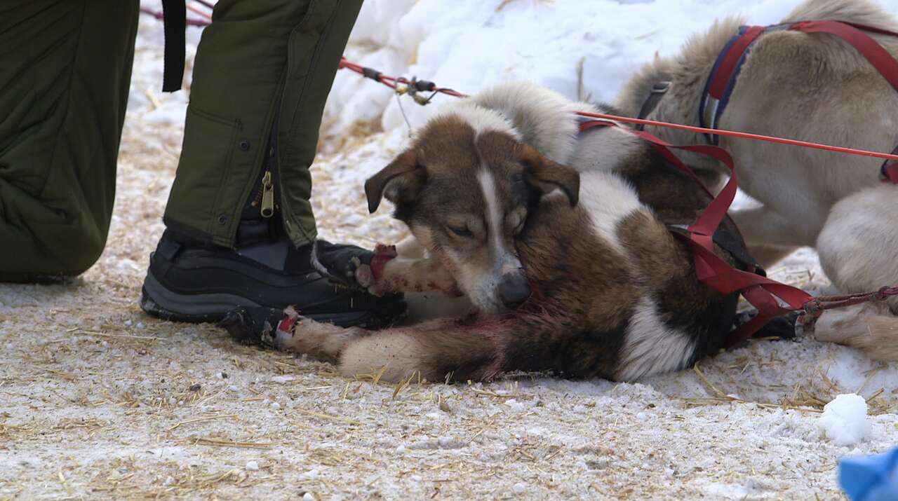dog sled abuse race iditarod