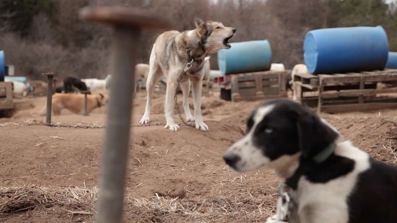 sled dog abuse canada