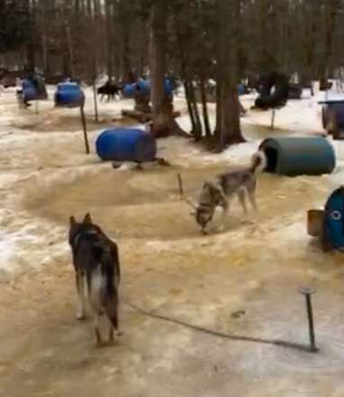 sled dog abuse canada windrift adventures