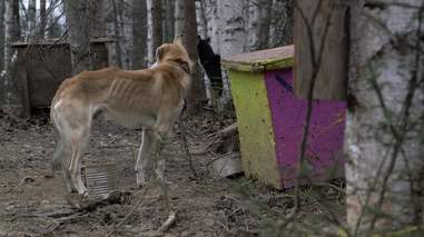 iditarod mushing abuse