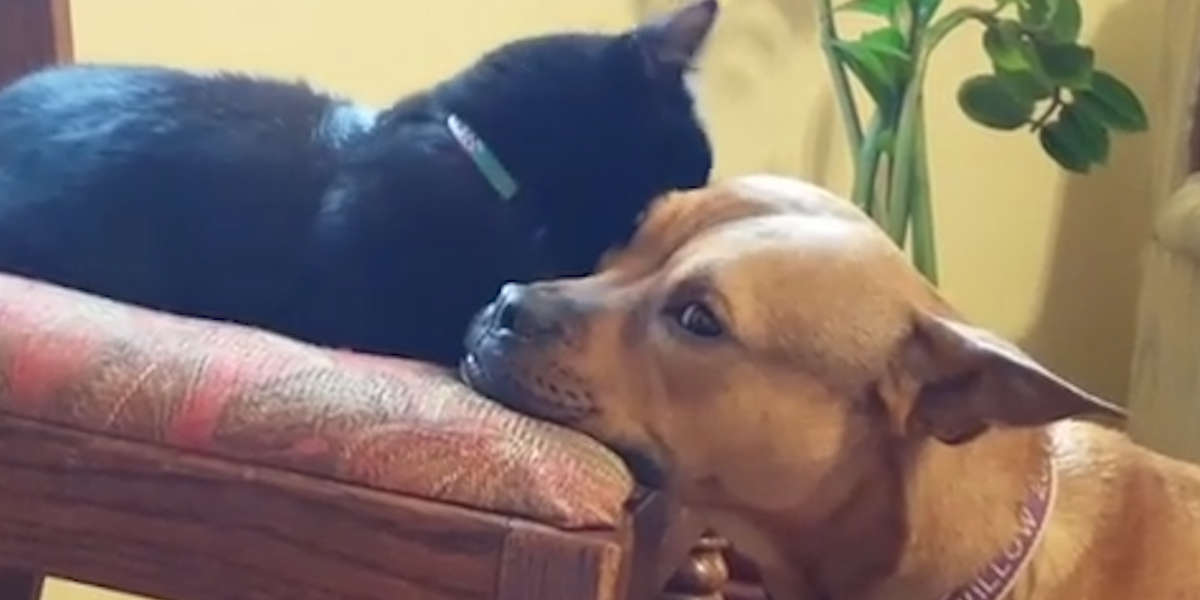 Kitten The Leader Of Her Dog Pack Videos The Dodo