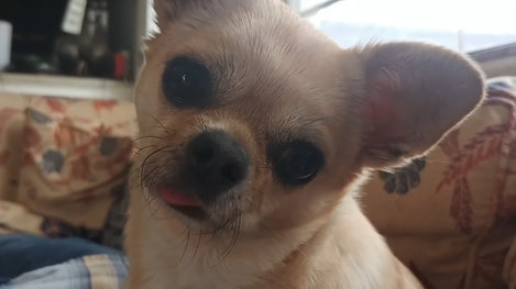 Grumpy Chihuahua Loves His Wobbly Little Brother - Videos - The Dodo