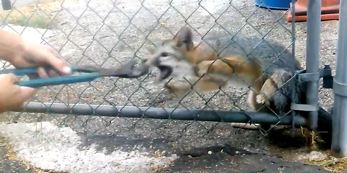 People Rescue Fox With Head Stuck In Fence - Videos - The Dodo