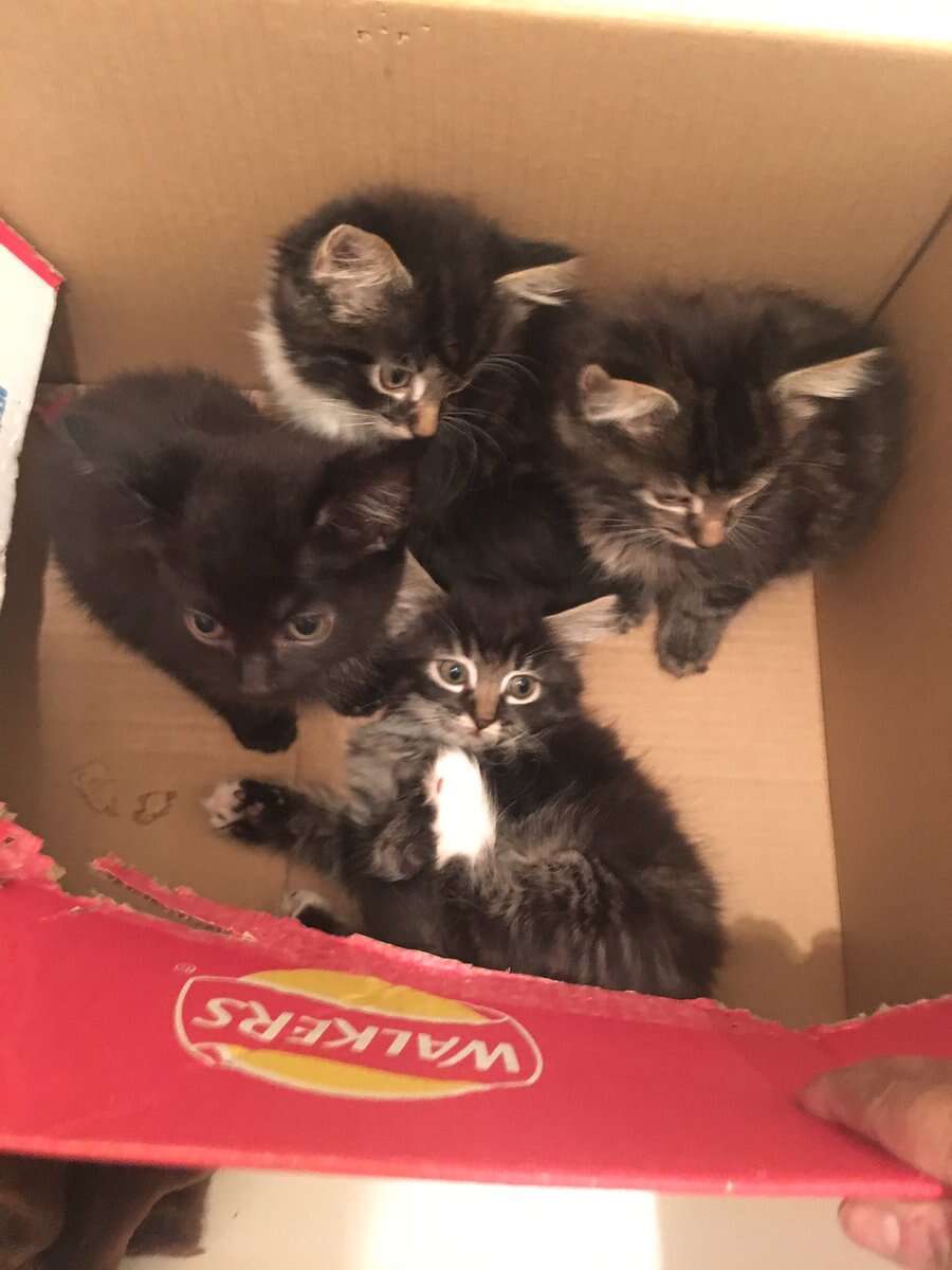 kittens found in a box