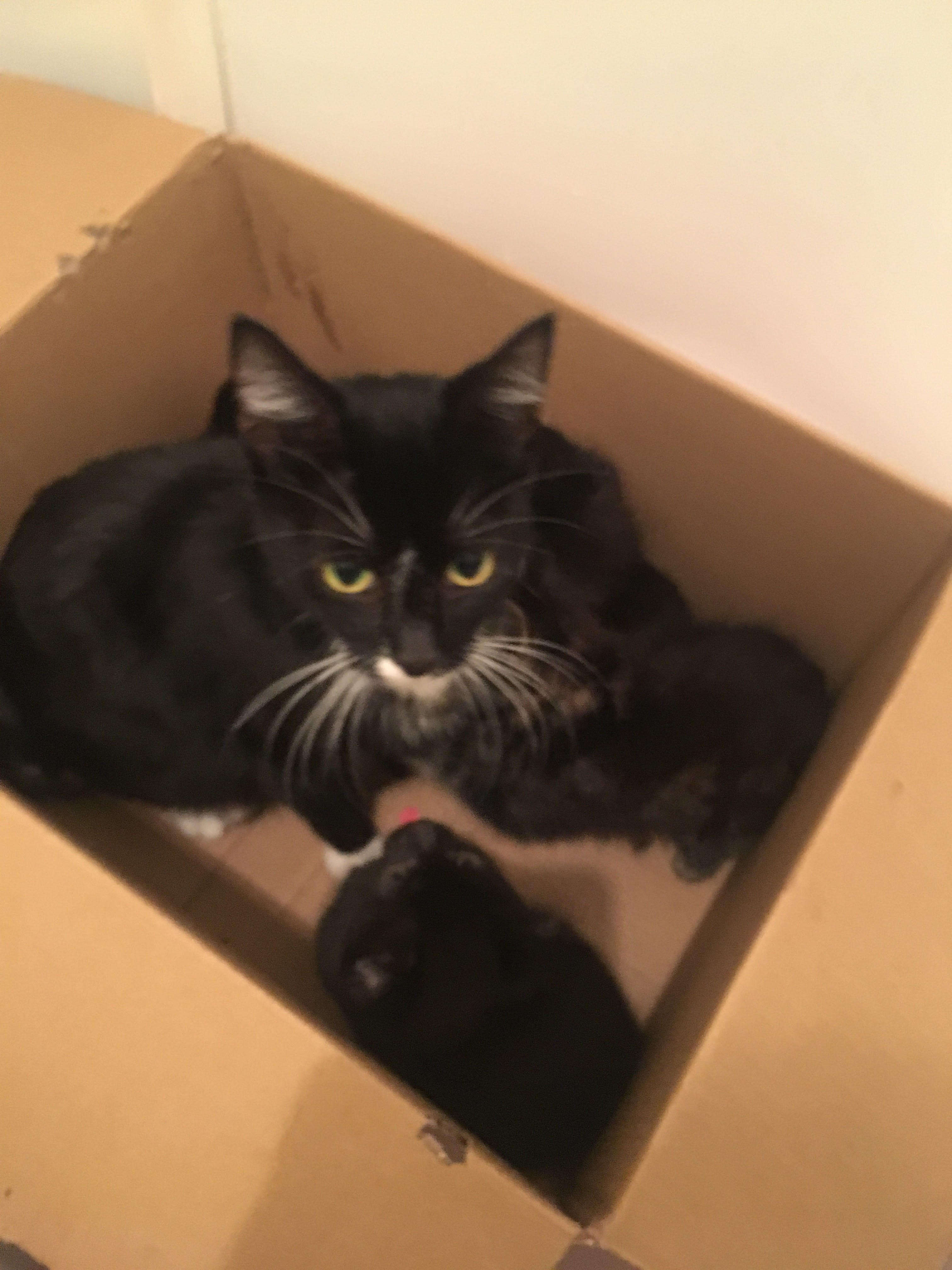 kittens found in a box