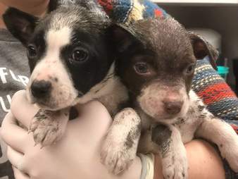 puppies paint kansas city