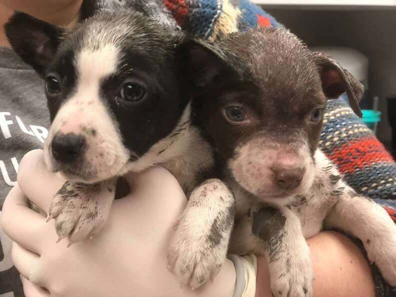 puppies paint kansas city