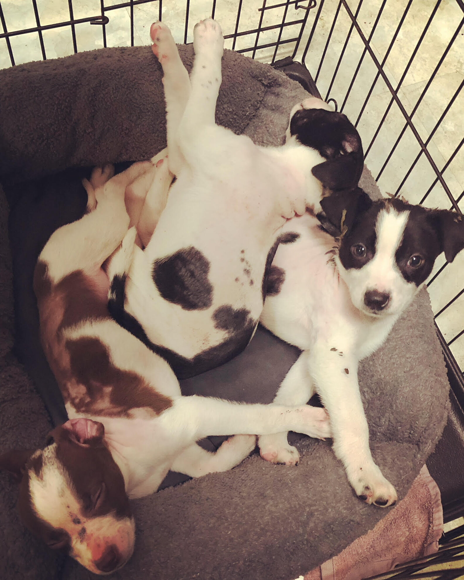 Puppies Covered In Latex Paint Get The Sweetest Makeover The Dodo