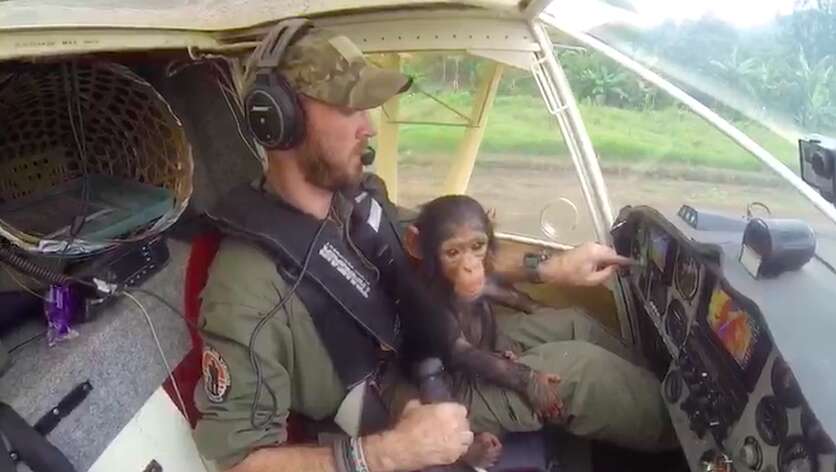 Baby chimp sitting on pilot's lap