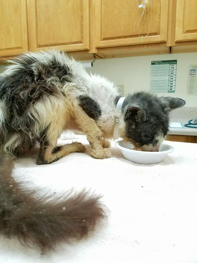 Samuel eats cat food at veterinary office