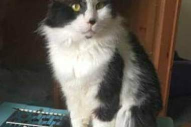 Cat Rescued After Spending Entire Life Trapped In Small Pet Carrier The Dodo