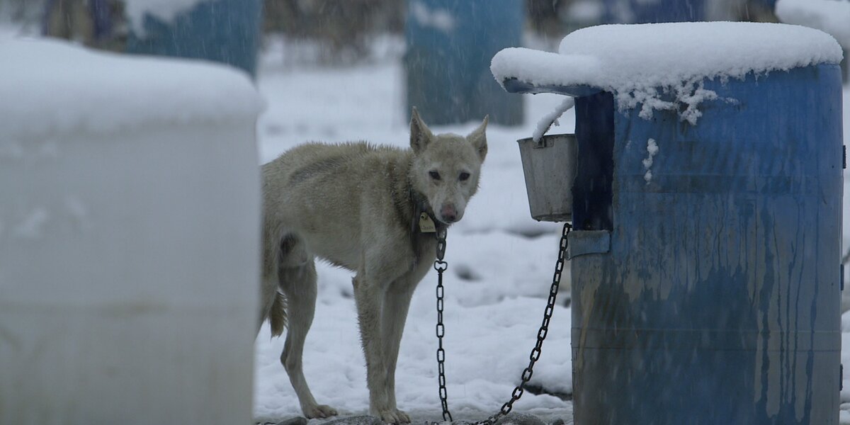 Iditarod Scandal: Mushers Abuse And Kill Sled Dogs, Insiders Say - The Dodo