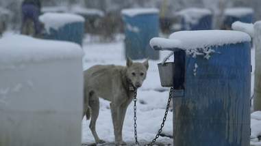iditarod abuse alaska dogs