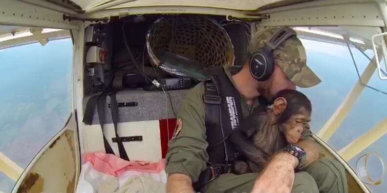 Chimp and pilot looking out of plane window