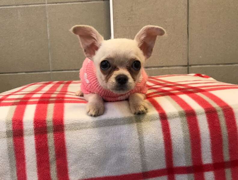 Chihuahua found abandoned in towel in London park