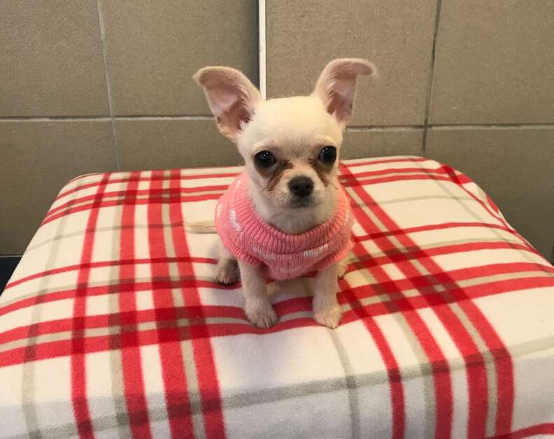Chihuahua found abandoned in towel in London park