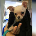 Chihuahua found abandoned in towel in London park