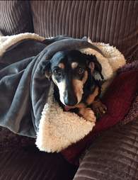 tiny dog drags her bed from room to room