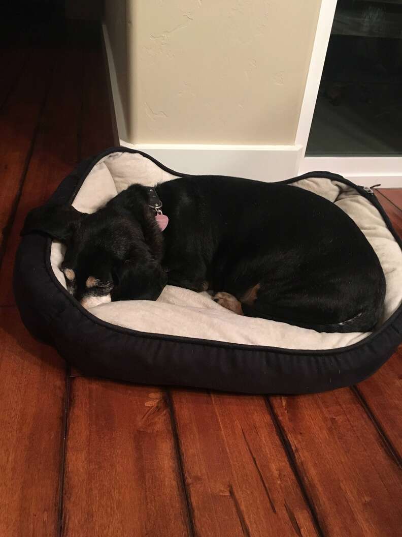 tiny dog drags her bed from room to room