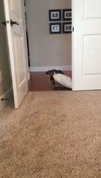 tiny dog drags her bed from room to room