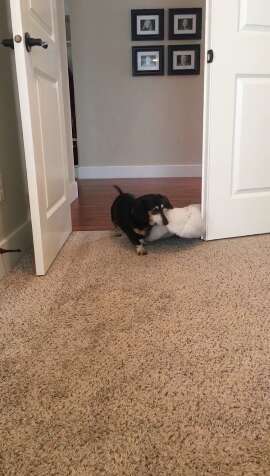 tiny dog drags her bed from room to room