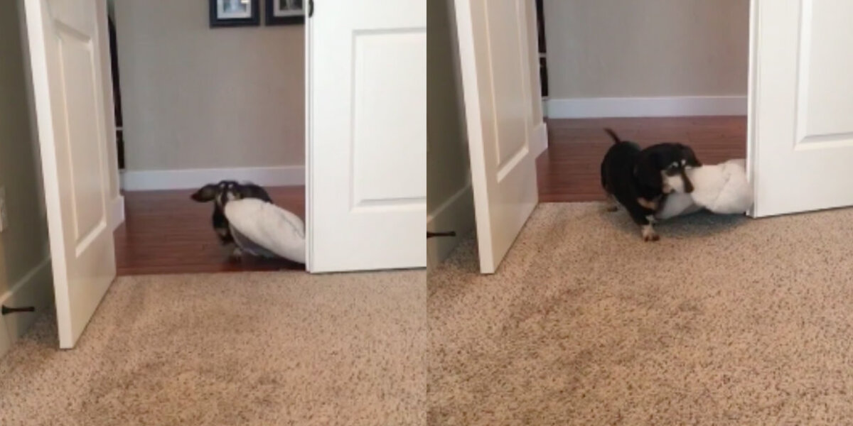 Dachshund Drags Her Dog Bed Into Whatever Room Her Family’s In - The Dodo