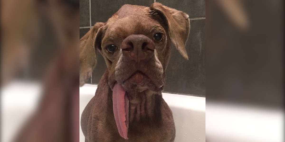 Weimaraner Survives Distemper After Being Rescued In Puerto Rico The Dodo