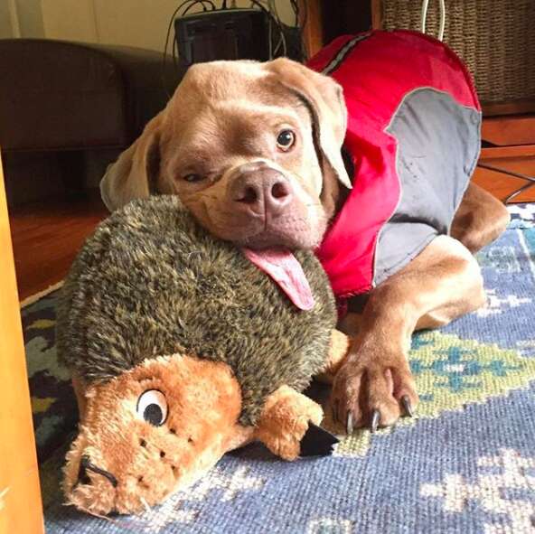 Dog with funny shaped head snuggling with stuffed animal