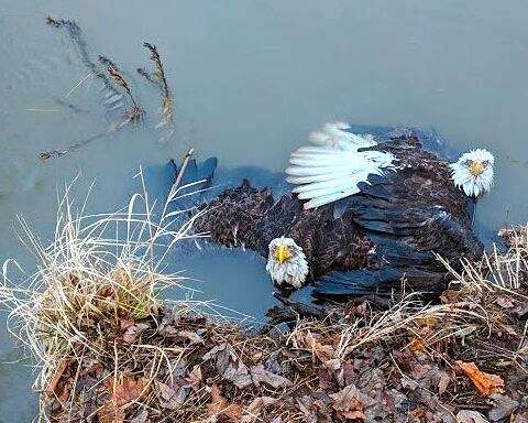 eagle talon stuck pennsylvania river