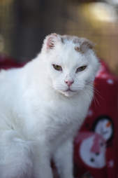 Portrait of cat with missing ears