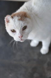 Cat with missing ears
