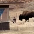 Fed-Up Buffalo Shows Guy Why You Don't Get Close To Wild Animals