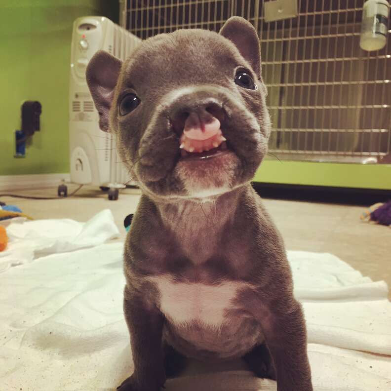 how do you tell if a puppy has a cleft palate