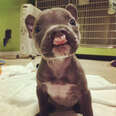 puppy with a cleft palate