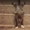 The Evolution Of Pit Bull Puppies Learning Stairs