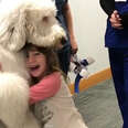 Huge Dog Loves Helping Sick Kids Feel Better 