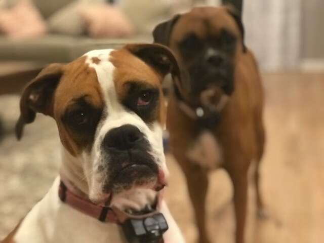 dog boxer couch kentucky