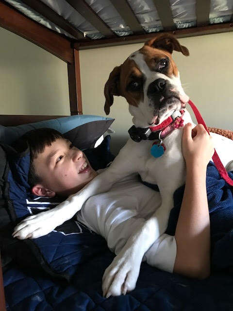 dog boxer cuddle kentucky