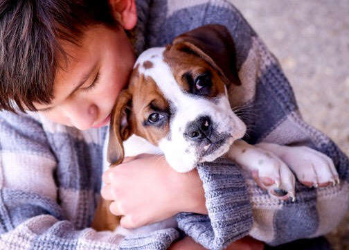 boxer puppy couch kentucky