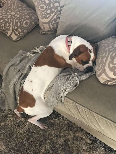 dog boxer resting couch kentucky