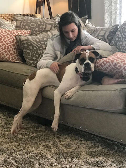 dog couch boxer kentucky