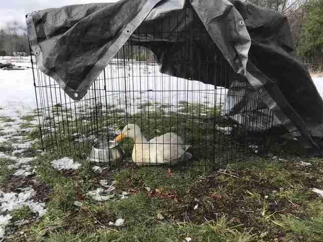 Pato de rescate ama abrazar