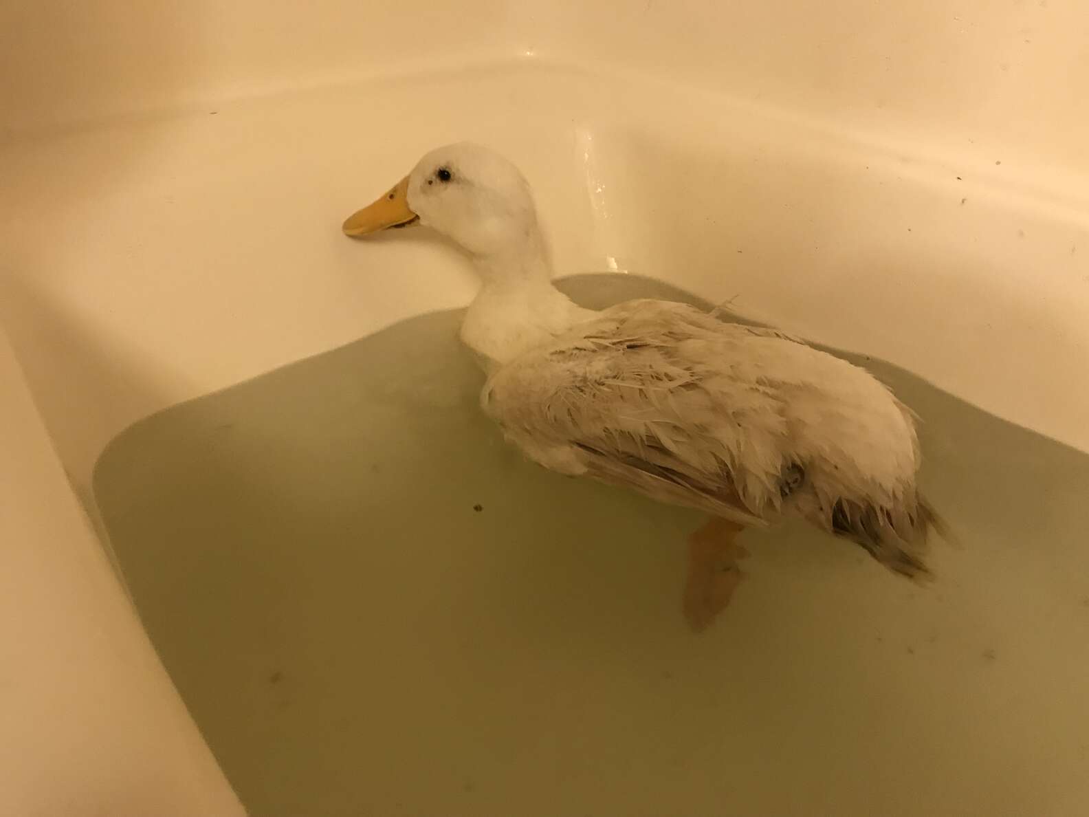 Duck With Injured Foot Loves To Cuddle Her Rescuer - The Dodo