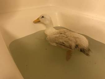 rescue duck loves to cuddle