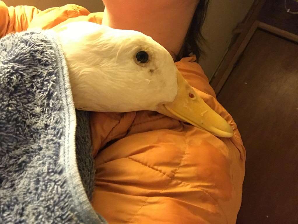 rescue duck loves to cuddle