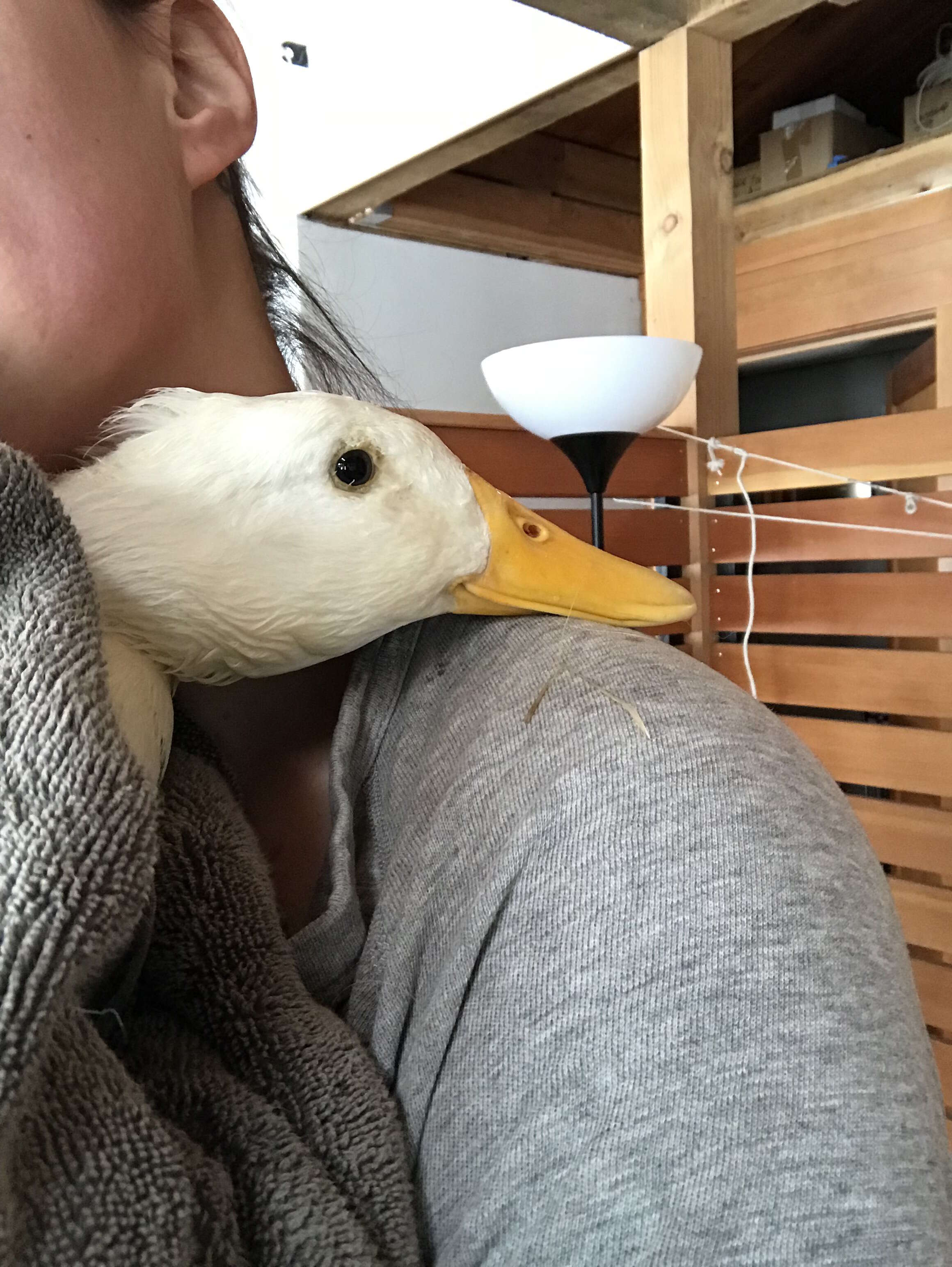 rescue duck loves to cuddle