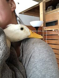 rescue duck loves to cuddle